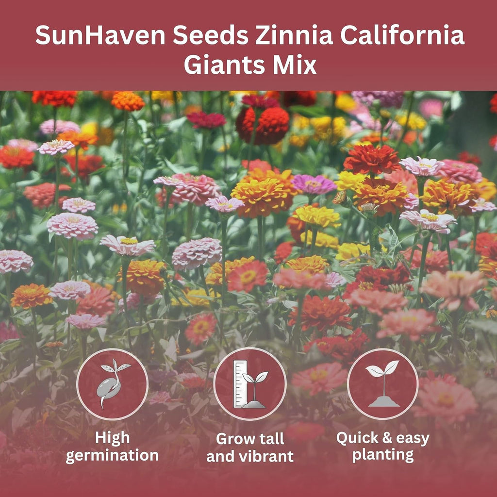 Zinnia Seeds – California Giants Mix – 4,000+ Seeds – 1 Oz Bulk Extra Large Resealable Packet – Premium Heirloom Zinnia Elegans Seeds With Giant Blooms In Vibrant Colors