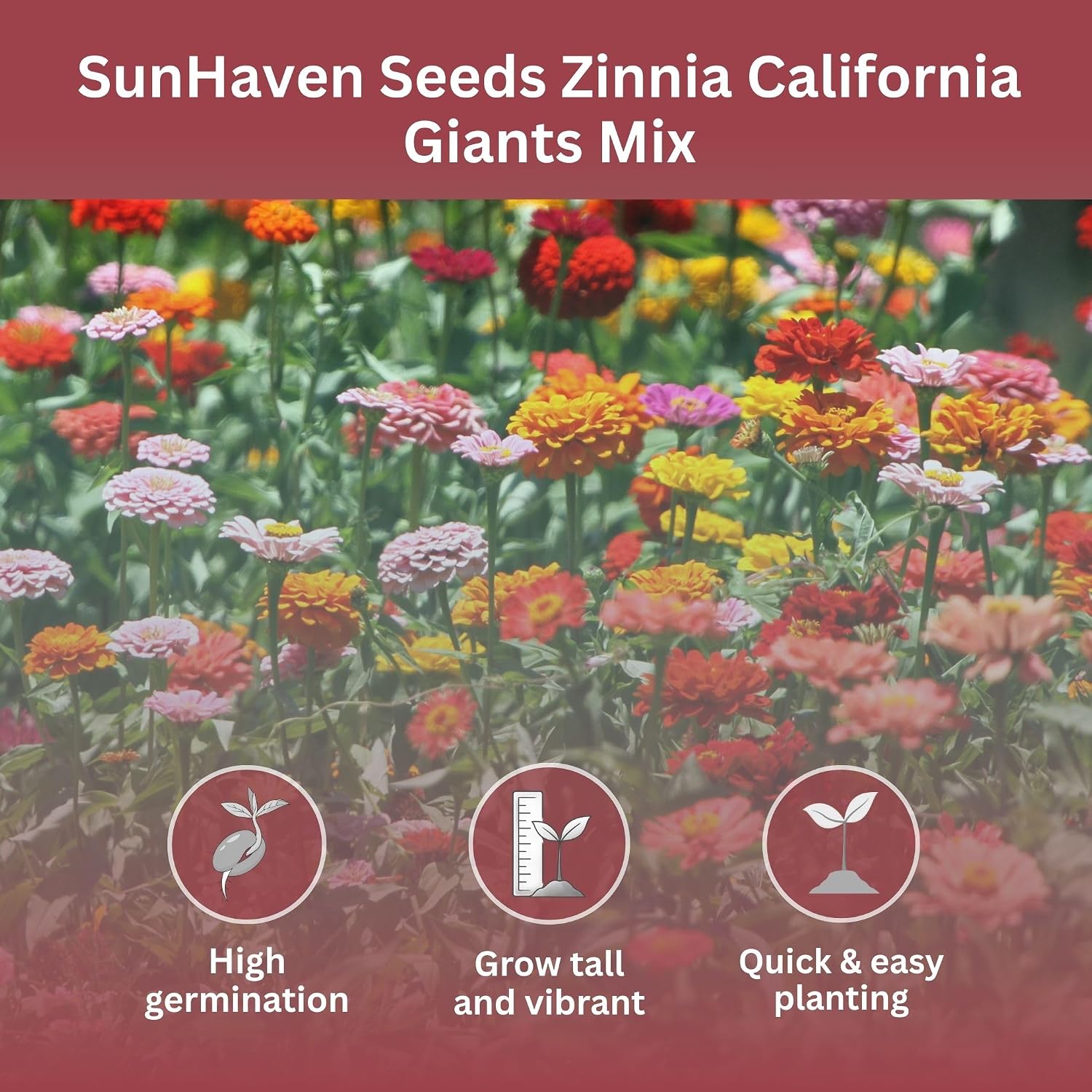 Zinnia Seeds – California Giants Mix – 4,000+ Seeds – 1 Oz Bulk Extra Large Resealable Packet – Premium Heirloom Zinnia Elegans Seeds With Giant Blooms In Vibrant Colors