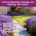 Lavender Seeds For Planting, English Lavender Seeds Indoor & Outdoor, 7000+ Heirloom Seeds, High Germination, Easy To Grow, Fragrant Flowers, Culinary & Crafts (0.7 Oz)
