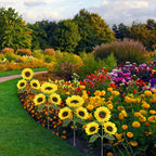 Solar Sunflower Lights Flowers Outdoor Waterproof For Yard Garden Cemetery | 800Ma Real Looking Stake Flower Bed Pathway Patio Porch Fall Decors