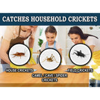 Maxguard Extra Large Cricket Traps (8 Traps) | Non-Toxic Extra Sticky Glue Board Pre-Baited Cricket Attractant Trap & Kill House Crickets, Insects, Spiders, Bugs