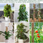 Fabulas Moss Pole 47.5 Inch - Monstera Plant Support, 4 Packs 16 Inch Plant Stakes For Indoor Plants Coco Coir Moss Pole Sticks For Climbing Potted Live Plants, Pothos, Philodendron, With Garden Ties