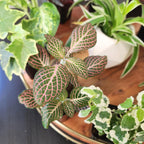 Easy To Grow Live Houseplants (6 Pack), Deluxe Collection Of Assorted Air Purifying Indoor Plants, Peperomia, Spider Plants, No Duplicates, Pothos, Easy Plant Care, 2 In Pots, Begonia, Croton