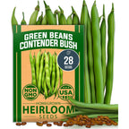 Home Grown Contender Bush Bean Seeds 28+ Heirloom Non-Gmo, High Germination, Stringless Green Beans For Planting, Early Harvest, Emergency Food Supply, Fresh Eating & Canning (Phaseolus Vulgaris)
