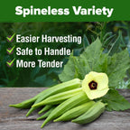 Home Grown Clemson Spineless Okra Seeds 101+ Heirloom Non-Gmo Vegetable Seeds For Planting, Easy To Grow Summer Garden, High Germination, Heat Tolerant, Tender Green Pods (Abelmoschus Esculentus)