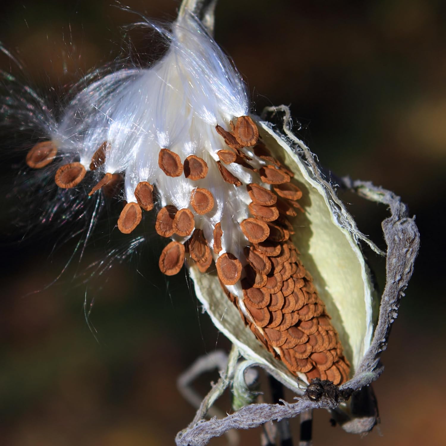 Seed Needs Milkweed Seeds For Planting A Butterfly Garden To Attract Monarch Butterflies - Collection Of Pink, Orange & White Asclepias Milk Weed Variety Pack (5 Packs)