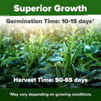 Home Grown Clemson Spineless Okra Seeds 101+ Heirloom Non-Gmo Vegetable Seeds For Planting, Easy To Grow Summer Garden, High Germination, Heat Tolerant, Tender Green Pods (Abelmoschus Esculentus)
