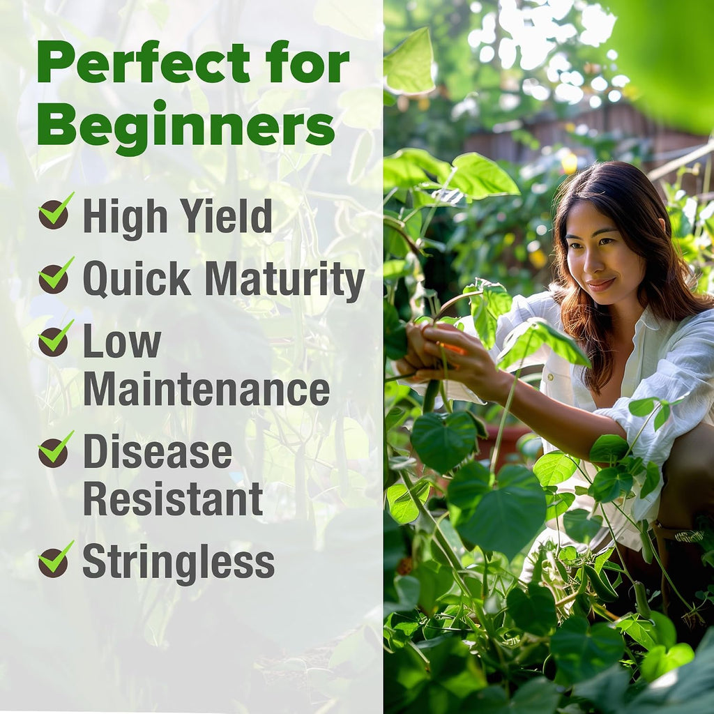 Home Grown Contender Bush Bean Seeds 28+ Heirloom Non-Gmo, High Germination, Stringless Green Beans For Planting, Early Harvest, Emergency Food Supply, Fresh Eating & Canning (Phaseolus Vulgaris)