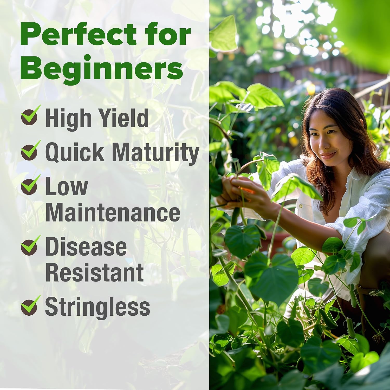 Home Grown Contender Bush Bean Seeds 28+ Heirloom Non-Gmo, High Germination, Stringless Green Beans For Planting, Early Harvest, Emergency Food Supply, Fresh Eating & Canning (Phaseolus Vulgaris)