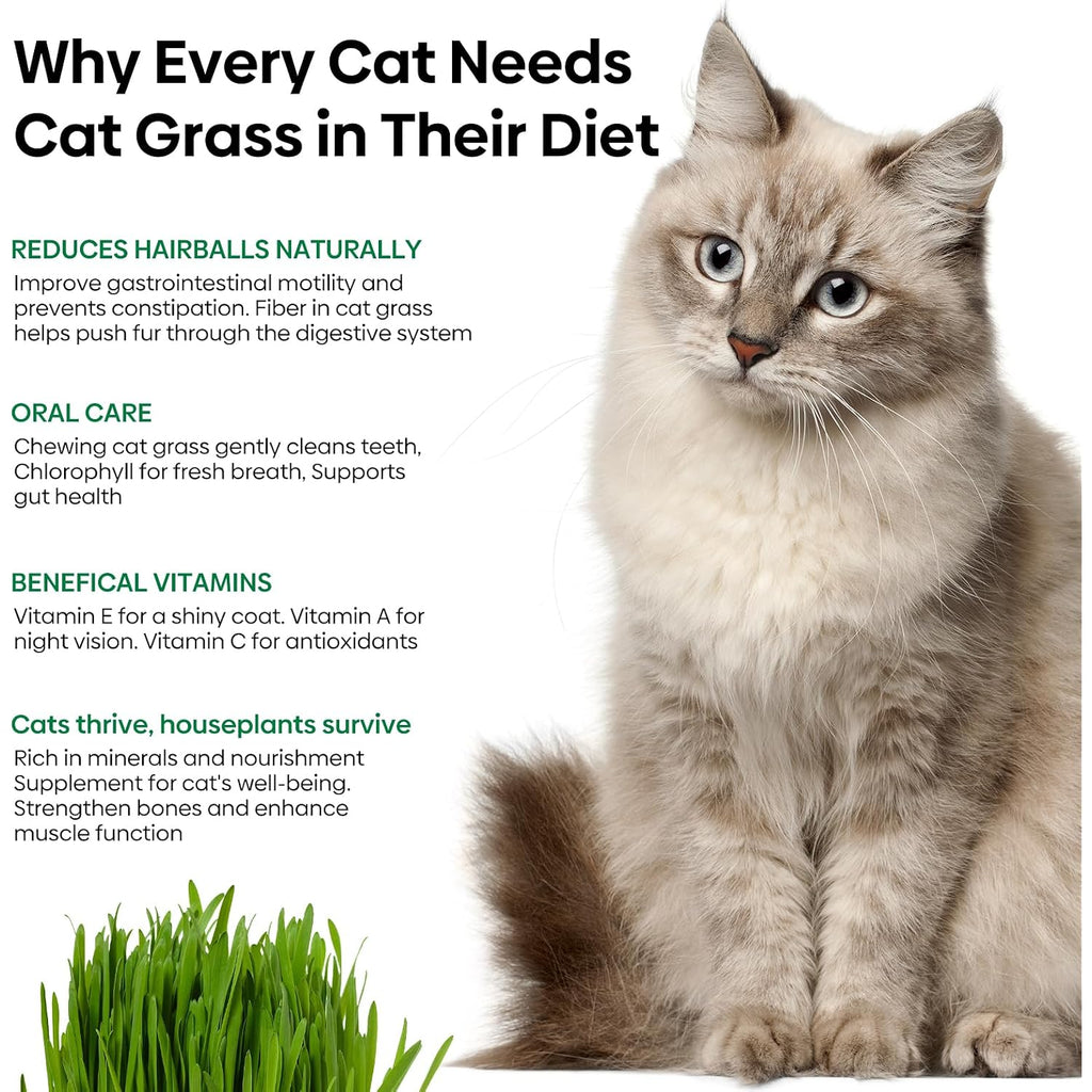 Cat Grass Seeds 4 Oz | Wheat & Oat Seeds Mix