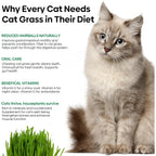 Cat Grass Seeds 4 Oz | Wheat & Oat Seeds Mix