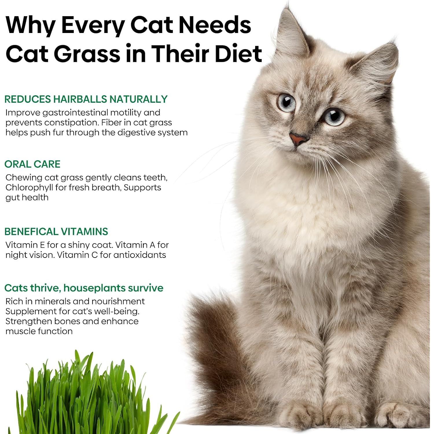 Cat Grass Seeds 4 Oz | Wheat & Oat Seeds Mix