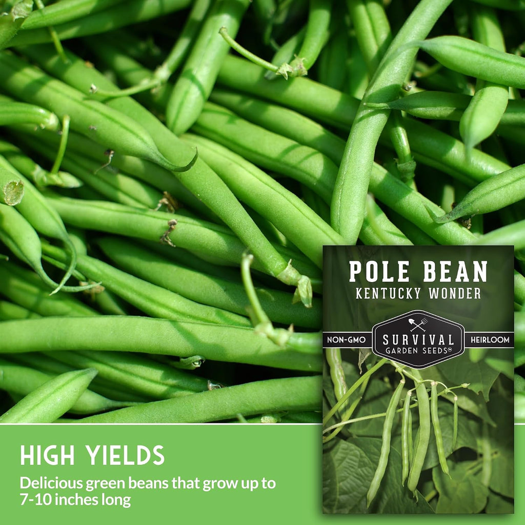 Kentucky Wonder Pole Bean Seeds For Planting (1 Pack) | Heirloom Climbing Green Beans For Trellis Growing - Long Harvest Season, Stringless Pods - Survival Garden Seeds