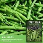 Kentucky Wonder Pole Bean Seeds For Planting (1 Pack) | Heirloom Climbing Green Beans For Trellis Growing - Long Harvest Season, Stringless Pods - Survival Garden Seeds