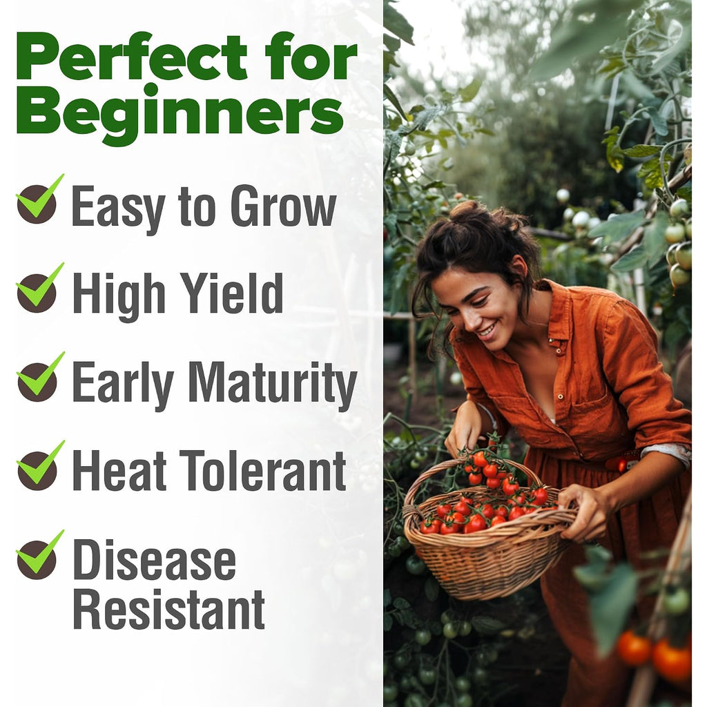Home Grown Large Red Cherry Tomato Seeds 500+ Heirloom Non Gmo Seeds For Planting, High Germination, Indeterminate, Sweet & Juicy Salad Tomatoes, Prolific Garden Crop, Homestead (Solanum Lycopersicum)