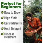 Home Grown Large Red Cherry Tomato Seeds 500+ Heirloom Non Gmo Seeds For Planting, High Germination, Indeterminate, Sweet & Juicy Salad Tomatoes, Prolific Garden Crop, Homestead (Solanum Lycopersicum)