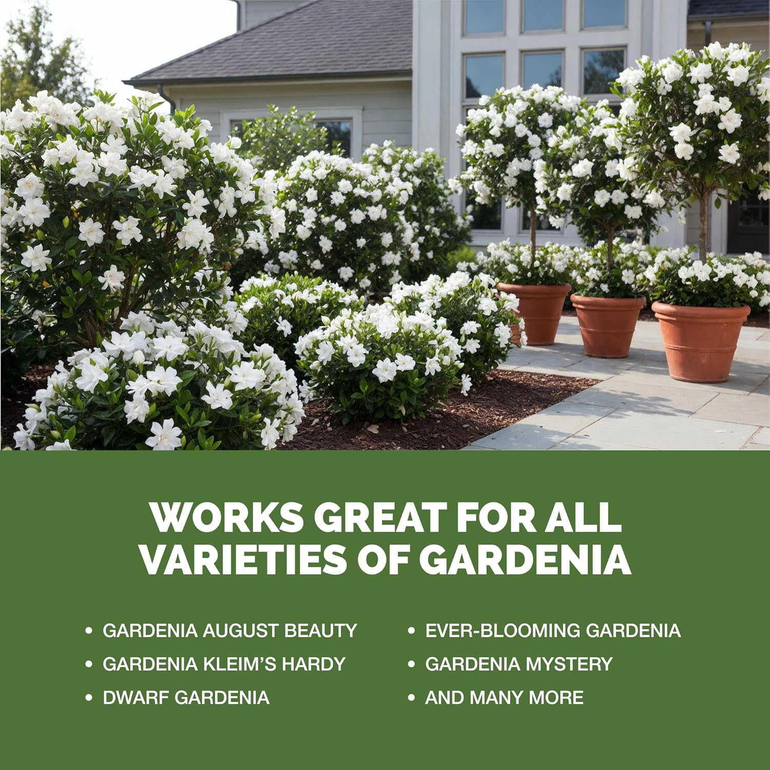 Gardenia Fertilizer – Liquid Plant Food For More Blooms, Rich Green Leaves & Stronger Root Development, 8 Oz