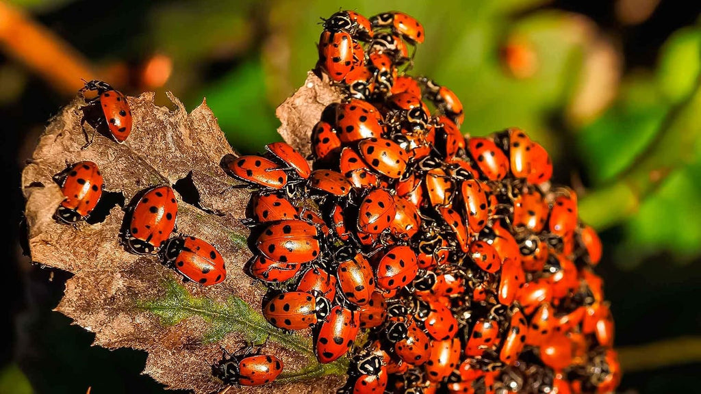 Clark&Co Organic 1500 Live Ladybugs - Good Bugs For Garden - Pre-Fed Hippodamia Convergens For Insects - Guaranteed Live Delivery!