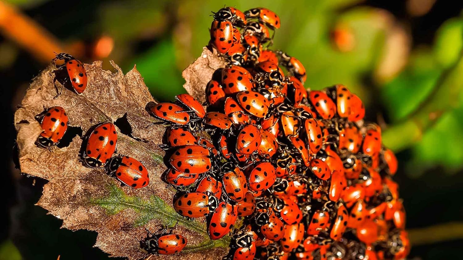 Clark&Co Organic 1500 Live Ladybugs - Good Bugs For Garden - Pre-Fed Hippodamia Convergens For Insects - Guaranteed Live Delivery!