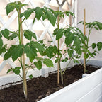 Plant Stakes,18 Inches Natural Garden Bamboo Sticks,Bovitro 20Pcs Plant Support Stakes For Tomatoes,Beans,Vegetable And Potted Plants