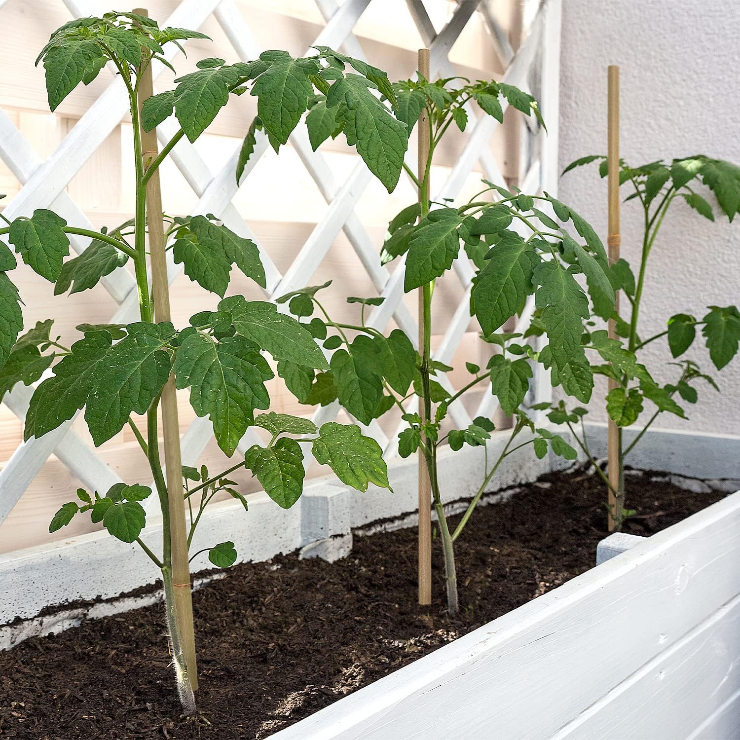 Plant Stakes,18 Inches Natural Garden Bamboo Sticks,Bovitro 20Pcs Plant Support Stakes For Tomatoes,Beans,Vegetable And Potted Plants