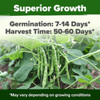 Home Grown Contender Bush Bean Seeds 28+ Heirloom Non-Gmo, High Germination, Stringless Green Beans For Planting, Early Harvest, Emergency Food Supply, Fresh Eating & Canning (Phaseolus Vulgaris)