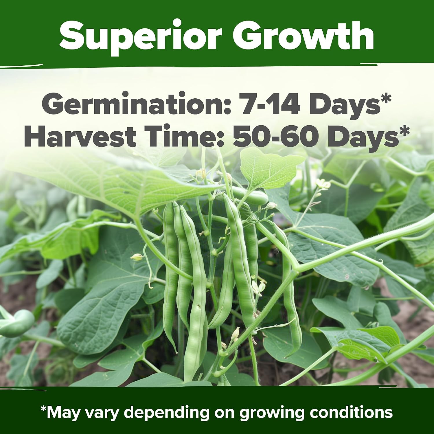 Home Grown Contender Bush Bean Seeds 28+ Heirloom Non-Gmo, High Germination, Stringless Green Beans For Planting, Early Harvest, Emergency Food Supply, Fresh Eating & Canning (Phaseolus Vulgaris)
