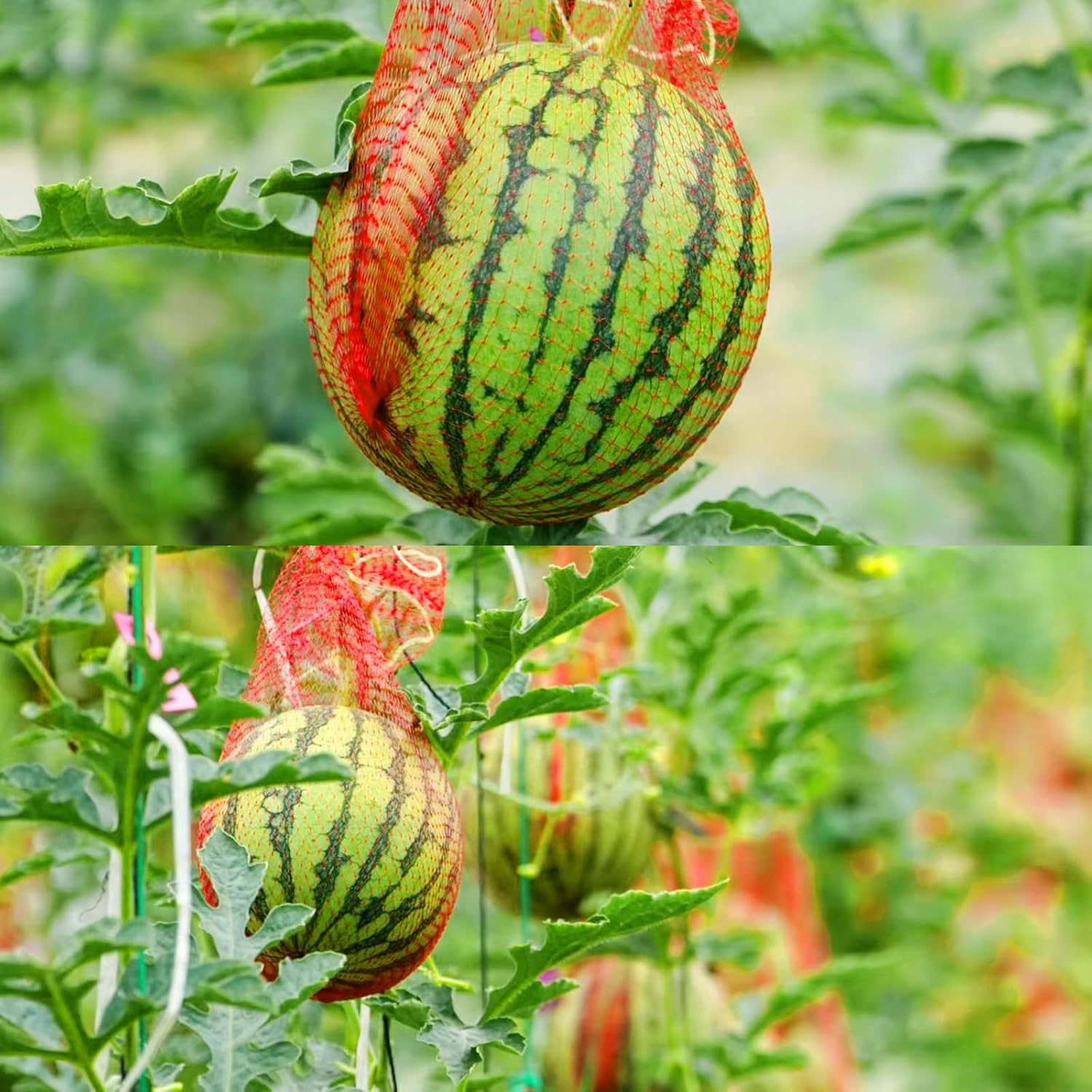 Iceyyyy 50 Pack Watermelon Nets,Hanging Watermelon Support Nets,Reusable Melon Hammocks Cradles Fruit Melon Net Bag For Watermelon, Honeydew Melon, Cucumbers