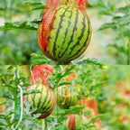 Iceyyyy 100 Pack Watermelon Nets,Hanging Watermelon Nets Bags Mesh,Reusable Melon Hammocks Cradles For Honeydew Melon,Cucumbers,Garden Growing