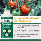 Bloom City Seaweed And Kelp Fertilizer – Liquid Seaweed Supplement For Stronger Roots, Faster Growth & Improved Stress Tolerance, 32 Oz