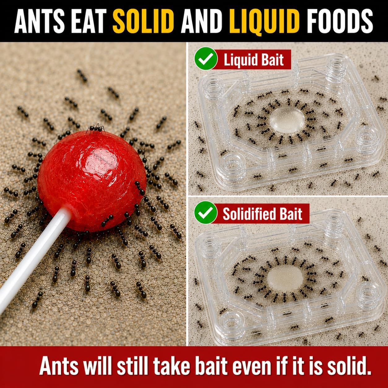 Catchmaster Defiant Premium Liquid Ant Killer, 1-Year Supply, Kills The Queen And Colony, No Mess Precision Bottle, Reusable Ant Traps Indoor & Outdoor, Pest Control Traps, Made In Usa