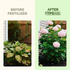 Hydrangea Fertilizer – Liquid Plant Food For Bigger Blooms, Rich Flower Color & Stronger Root Development, 8 Oz