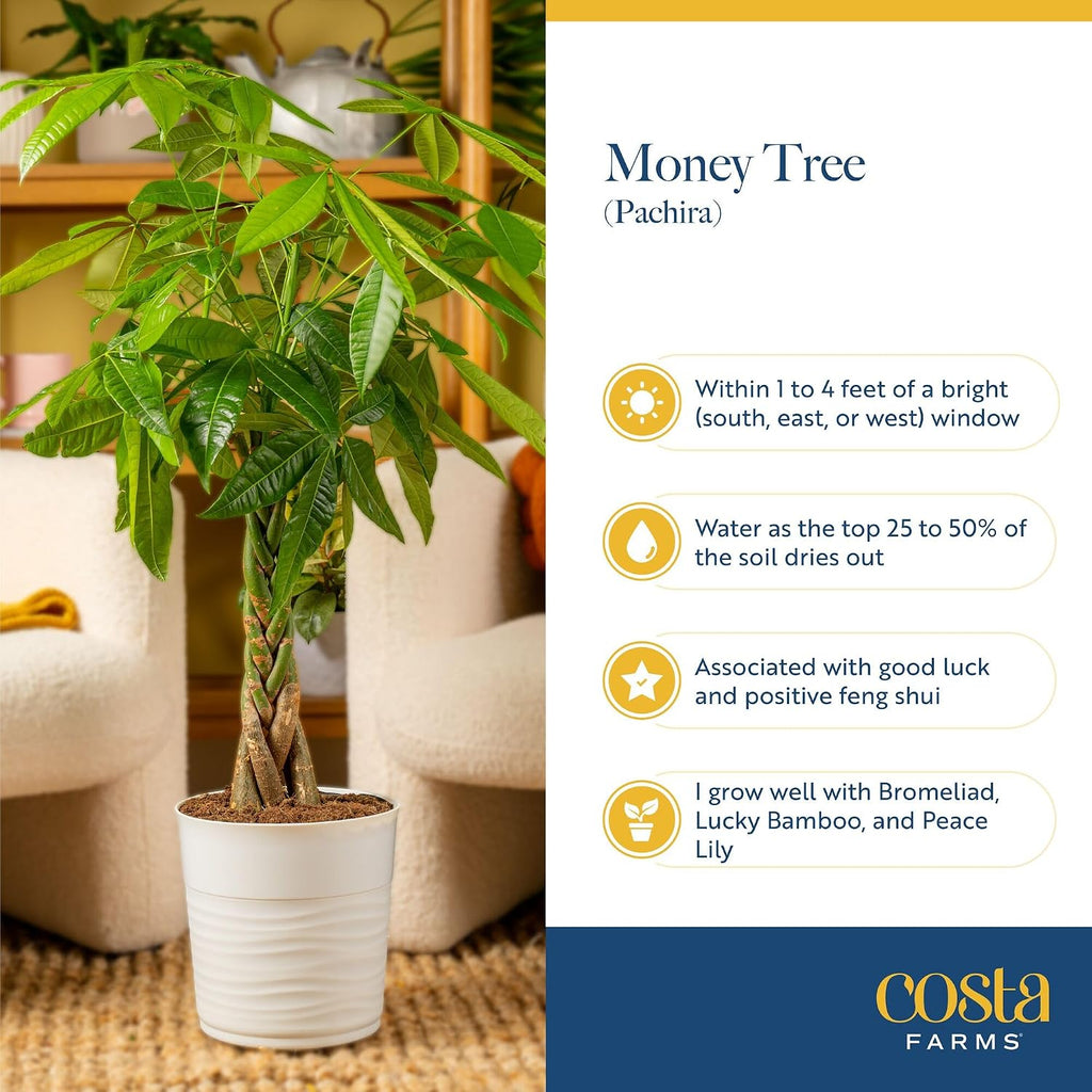 Costa Farms Money Tree (Pachira Aquatica) Live Indoor Bonsai-Style Plant, 12-16 Inches Tall, Braided Trunk Houseplant In Decorative Pot, Easy Care Pet-Friendly Decor