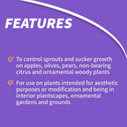 Bonide Sucker Punch Knock Out Sprouts 8 Oz | Ready-To-Use With Applicator, Stop Sprouting From Roots And Pruning Cuts