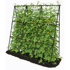 Cucumber Trellis - 49.4"*49.4" Metal Garden Trellis For Climbing Plants, Garden Trellis With Plastic-Coated Steel Pipe, A Frame Trellis For Cucumbers, Peas, Morning Glories(Black)