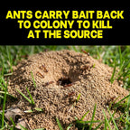 Raid Max Liquid Ant Bait, Outdoor And Indoor Bait Stations For Home, Liquid Ant Killer, 4 Count, .25 Fl. Oz. Each