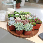 Altman Plants, Live Succulent Plants (20 Pack) Assorted Potted Succulents Plants Live House Plants In Cacti And Succulent Soil Mix, Cactus Plants Live Indoor Plants Live Houseplants In Planter Pots
