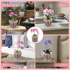 Fuijol Orchid Pot, 6 Pack 4 Inch (Top Diameter) Clear Orchid Pots With Holes And Saucers For Repotting, Breathable Slotted Plastic Orchid Planters With Drainage For Root Health Indoor Outdoor