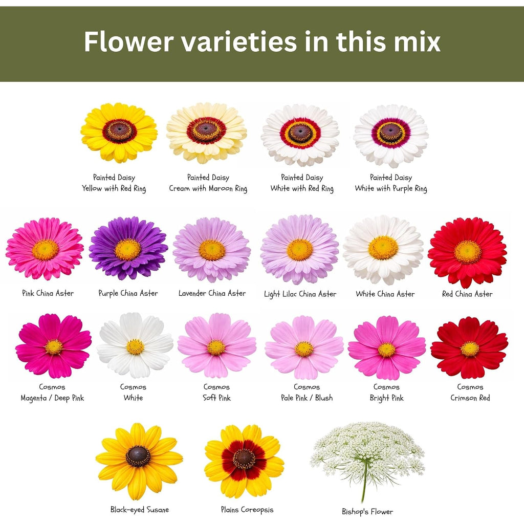 Cut Flower Garden Seed Mix – 15,000+ Seeds – 1 Oz Extra Large Packet – Non-Gmo Flower Seeds – Zinnia, Cosmos, Larkspur, Calendula, Bishop’S Flower & More For Bouquets & Cutting Gardens