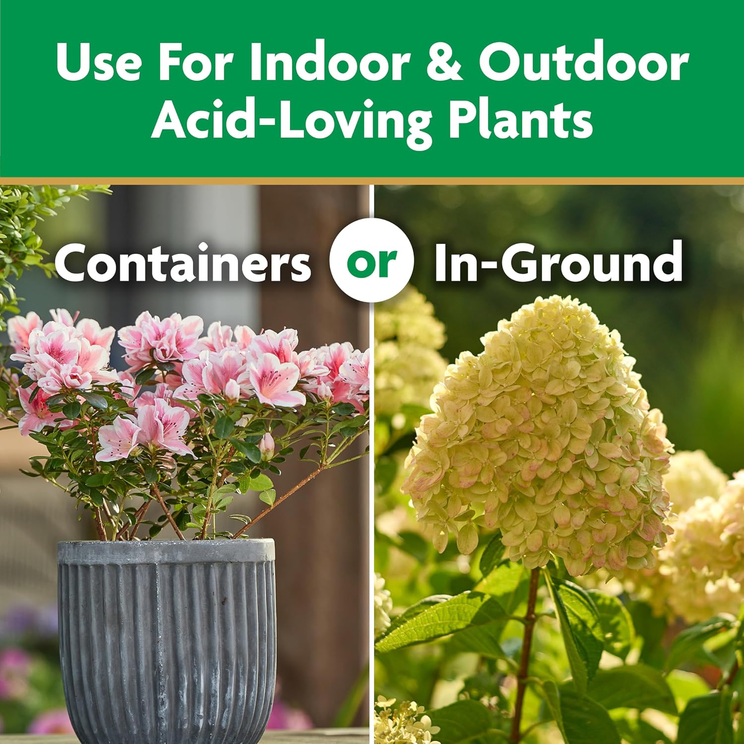 Miracle-Gro Water Soluble Azalea, Camellia, Rhododendron Plant Food, 5 Lb. | Fertilizer For Acid-Loving Plants & Flowers