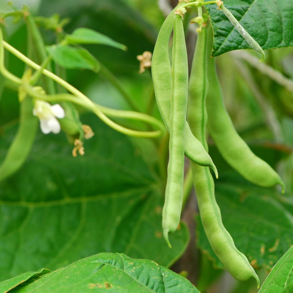 The Old Farmer'S Almanac Heirloom Organic Bush Bean Seeds (Blue Lake) - Approx 45 Seeds - Certified Organic, Non-Gmo, Open Pollinated, Heirloom, Usa Origin