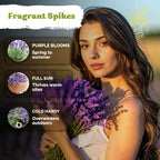 2000 English Lavender Seeds For Planting Outdoor & Indoor (Lavandula Angustifolia) – True Lavender Flowers, Heirloom Perennial, Non-Gmo – Herb Seeds For Outdoor Garden, Flower Beds