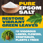 Pennington 397606 Epsom Salt Plant Nutrient, 7 Lb