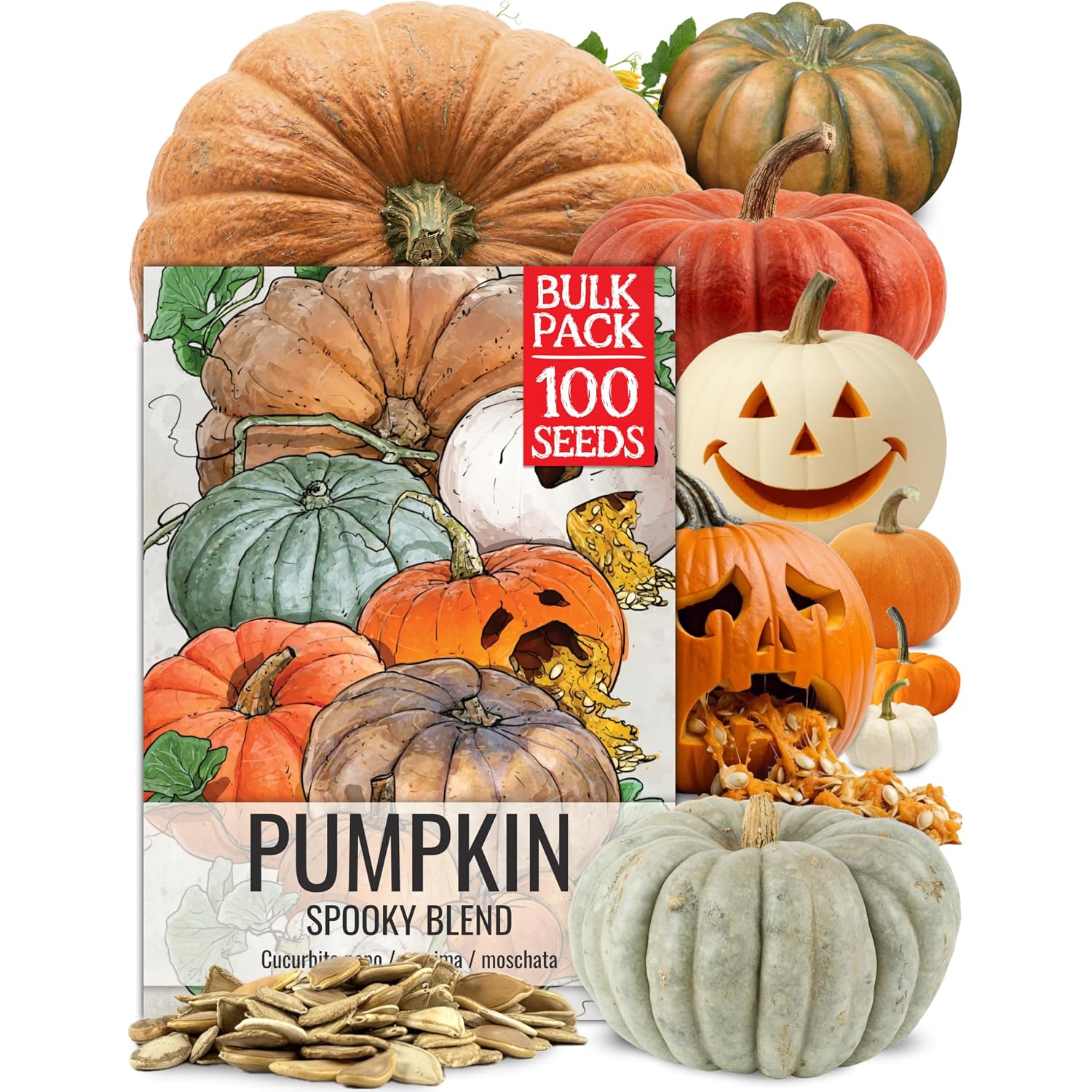 Seed Needs Pumpkin Seeds To Plant 100 Seeds Spooky Mix Non Gmo Bulk Pack