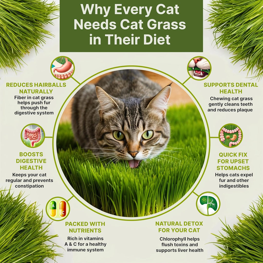 Cat Grass Seeds Mix - 20,800 Non-Gmo Heirloom Seeds For Cats & Pets, 16 Oz Pack For Growing Fresh Barley, Oat, Rye & Wheat Grass Seeds For Planting, Indoor Plants, Hairball Remedy