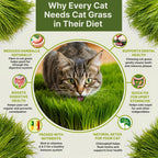 Cat Grass Seeds Mix - 20,800 Non-Gmo Heirloom Seeds For Cats & Pets, 16 Oz Pack For Growing Fresh Barley, Oat, Rye & Wheat Grass Seeds For Planting, Indoor Plants, Hairball Remedy