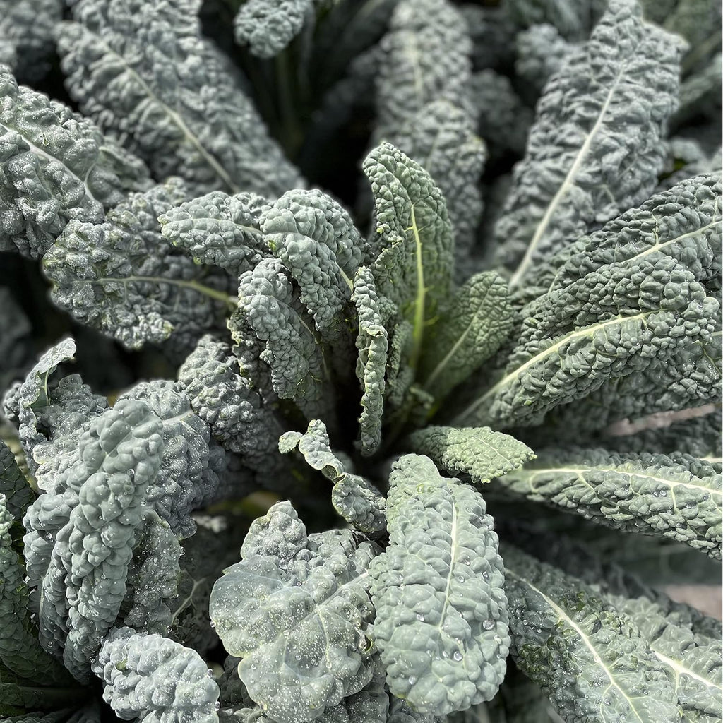 Sereniseed Certified Organic Leafy Greens Lettuce Seeds Collection (10-Pack) – 100% Non Gmo, Open Pollinated – Grow Guide
