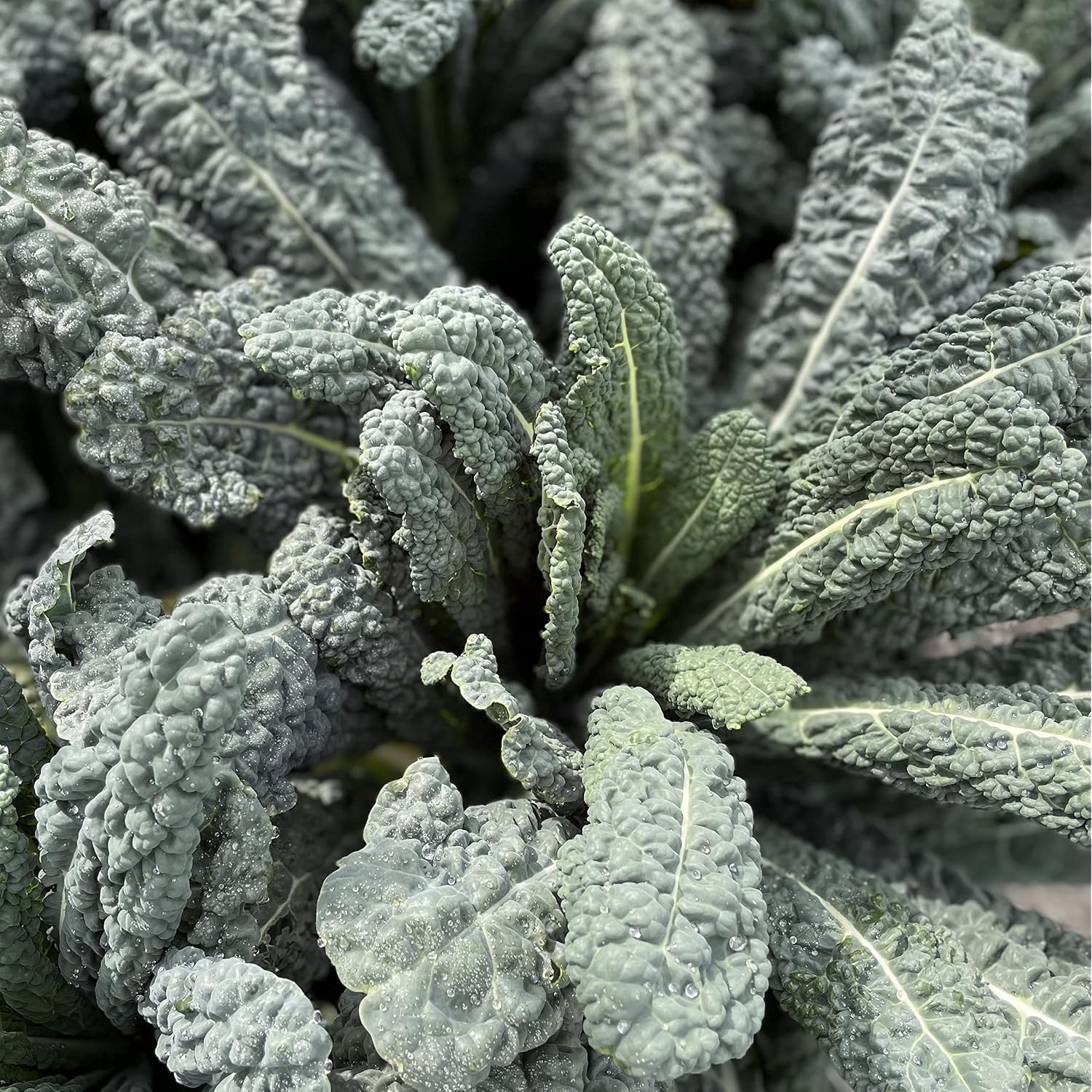Sereniseed Certified Organic Leafy Greens Lettuce Seeds Collection (10-Pack) – 100% Non Gmo, Open Pollinated – Grow Guide