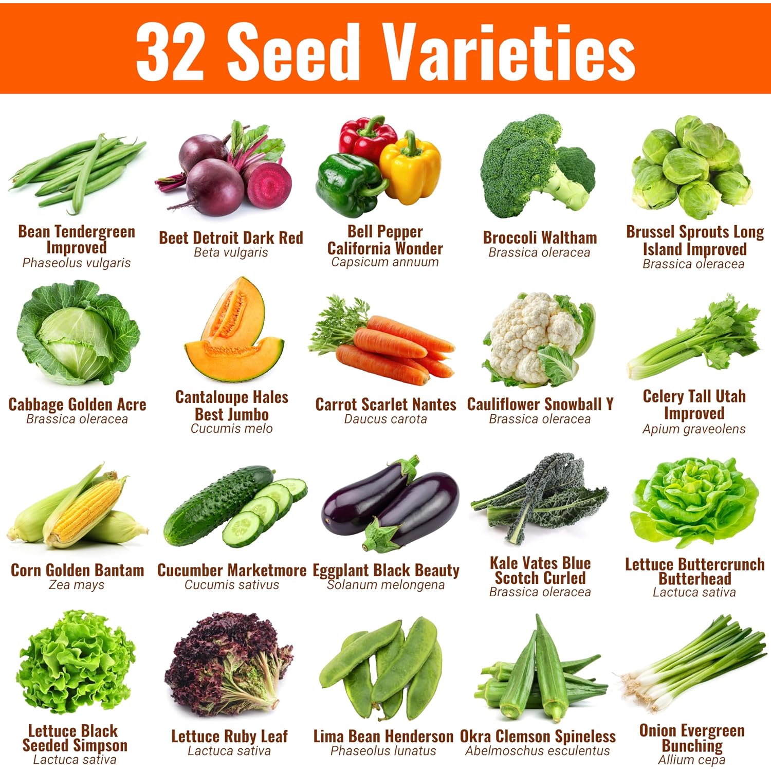 Vegetable & Fruit Seeds | 32 Individual Packs | 2026 Season | Non-Gmo, High Yield - 15,000+ Seeds | Tomato, Cucumber, Zucchini, Bell Pepper And More | For Indoor & Outdoor Garden Planting