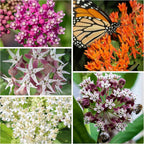 Seed Needs Milkweed Seeds For Planting A Butterfly Garden To Attract Monarch Butterflies - Collection Of Pink, Orange & White Asclepias Milk Weed Variety Pack (5 Packs)